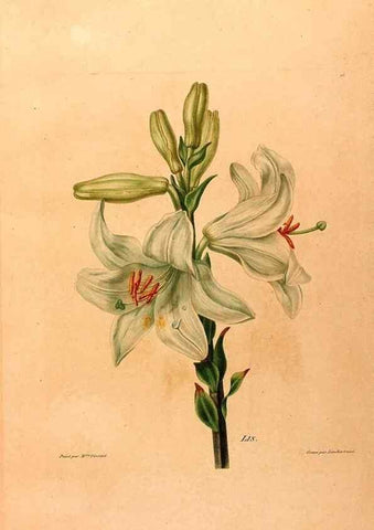 Reproducción/Reproduction 24839259935: Études de fleurs et de fruits :. Paris :Chez Bance aîné, Md. d'Etampes,[1820?]