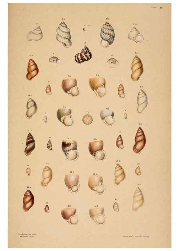Reproducción/Reproduction 24721110172: A monograph of Australian land shells,. Sydney,W. Maddock; [etc., etc.]1868.