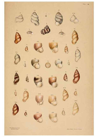 Reproducción/Reproduction 24721110172: A monograph of Australian land shells,. Sydney,W. Maddock; [etc., etc.]1868.