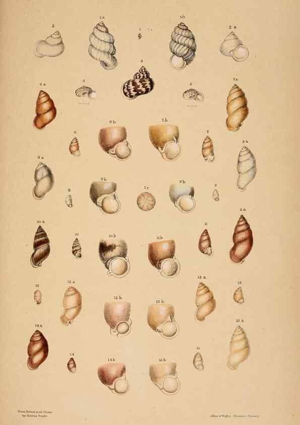 Reproducción/Reproduction 24721110172: A monograph of Australian land shells,. Sydney,W. Maddock; [etc., etc.]1868.