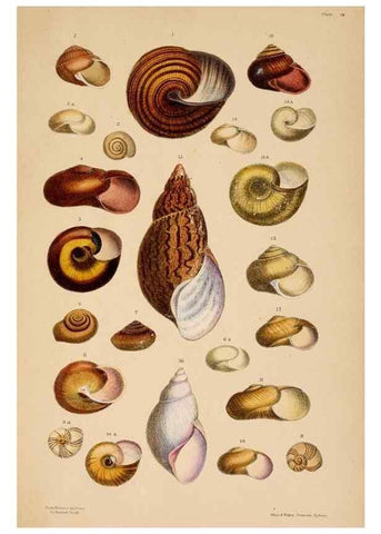 Reproducción/Reproduction 24812713986: A monograph of Australian land shells,. Sydney,W. Maddock; [etc., etc.]1868.