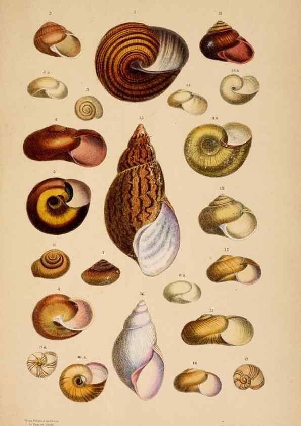 Reproducción/Reproduction 24812713986: A monograph of Australian land shells,. Sydney,W. Maddock; [etc., etc.]1868.