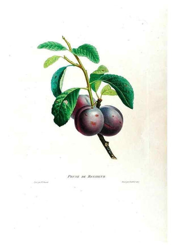 Reproducción/Reproduction 24812913126: Études de fleurs et de fruits :. Paris :Chez Bance aîné, Md. d'Etampes,[1820?]