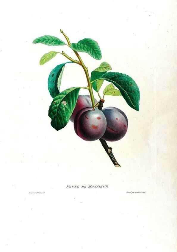 Reproducción/Reproduction 24812913126: Études de fleurs et de fruits :. Paris :Chez Bance aîné, Md. d'Etampes,[1820?]
