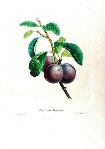 Reproducción/Reproduction 24812913126: Études de fleurs et de fruits :. Paris :Chez Bance aîné, Md. d'Etampes,[1820?]