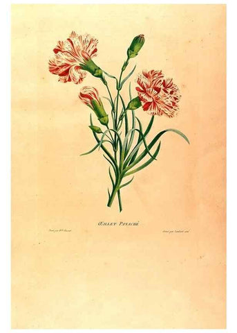 Reproducción/Reproduction 24210998174: Études de fleurs et de fruits :. Paris :Chez Bance aîné, Md. d'Etampes,[1820?]