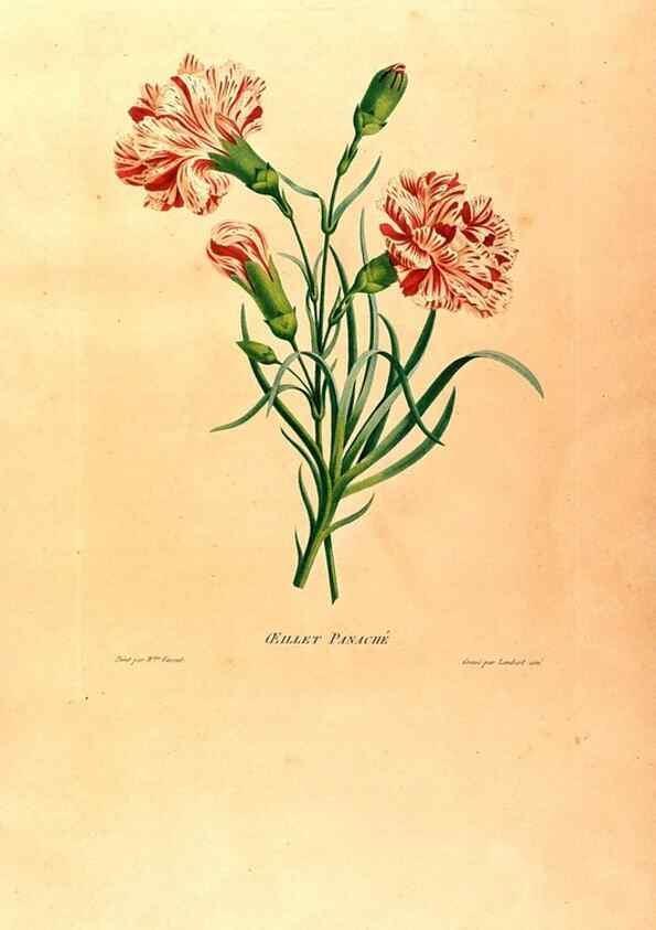 Reproducción/Reproduction 24210998174: Études de fleurs et de fruits :. Paris :Chez Bance aîné, Md. d'Etampes,[1820?]