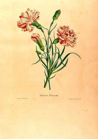 Reproducción/Reproduction 24210998174: Études de fleurs et de fruits :. Paris :Chez Bance aîné, Md. d'Etampes,[1820?]