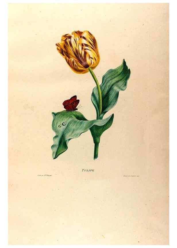 Reproducción/Reproduction 24812918086: Études de fleurs et de fruits :. Paris :Chez Bance aîné, Md. d'Etampes,[1820?]