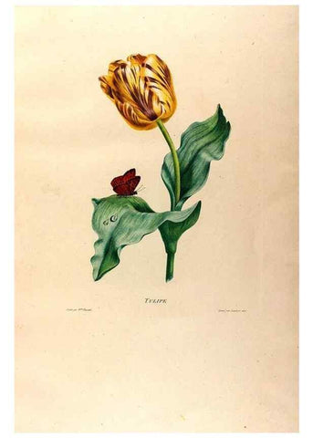 Reproducción/Reproduction 24812918086: Études de fleurs et de fruits :. Paris :Chez Bance aîné, Md. d'Etampes,[1820?]