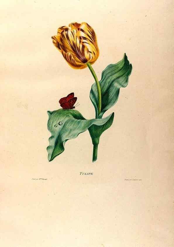 Reproducción/Reproduction 24812918086: Études de fleurs et de fruits :. Paris :Chez Bance aîné, Md. d'Etampes,[1820?]