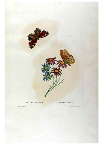 Reproducción/Reproduction 24839180485: Études de fleurs et de fruits :. Paris :Chez Bance aîné, Md. d'Etampes,[1820?]