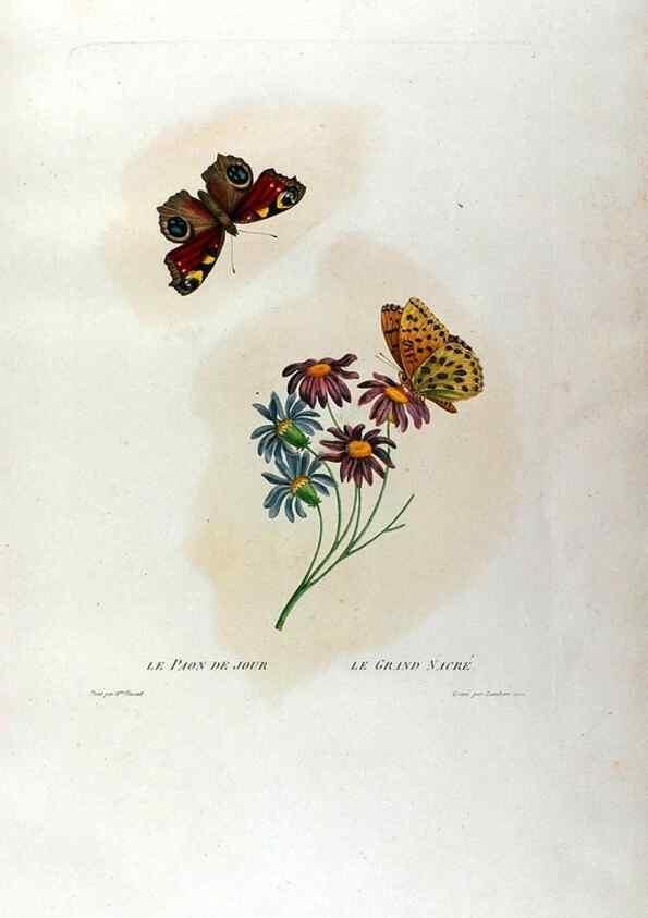 Reproducción/Reproduction 24839180485: Études de fleurs et de fruits :. Paris :Chez Bance aîné, Md. d'Etampes,[1820?]
