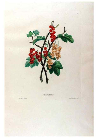 Reproducción/Reproduction 24543685160: Études de fleurs et de fruits :. Paris :Chez Bance aîné, Md. d'Etampes,[1820?]