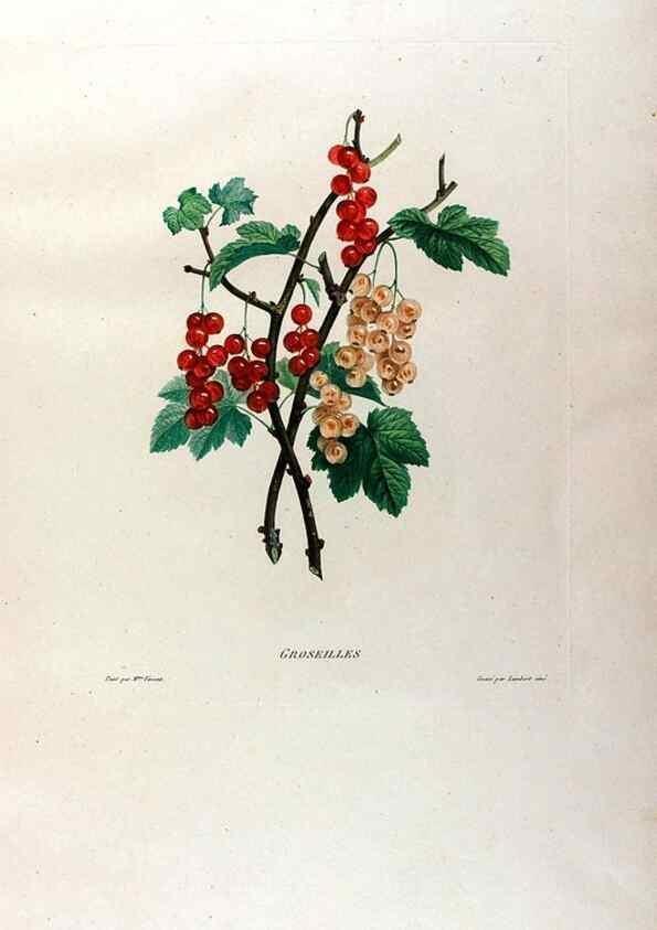 Reproducción/Reproduction 24543685160: Études de fleurs et de fruits :. Paris :Chez Bance aîné, Md. d'Etampes,[1820?]