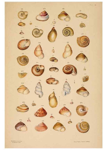Reproducción/Reproduction 24212120823: A monograph of Australian land shells,. Sydney,W. Maddock; [etc., etc.]1868.