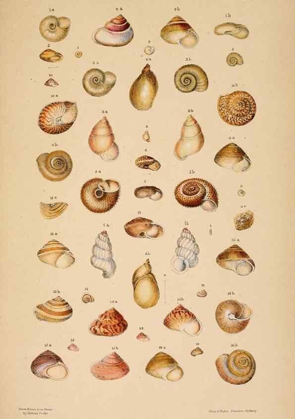 Reproducción/Reproduction 24212120823: A monograph of Australian land shells,. Sydney,W. Maddock; [etc., etc.]1868.