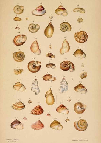 Reproducción/Reproduction 24212120823: A monograph of Australian land shells,. Sydney,W. Maddock; [etc., etc.]1868.