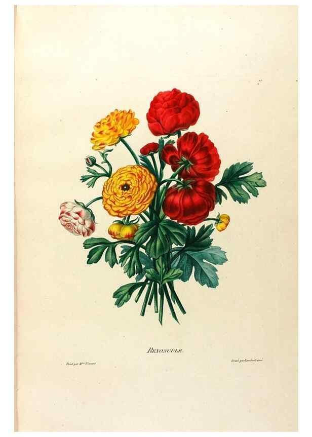 Reproducción/Reproduction 24543760660: Études de fleurs et de fruits :. Paris :Chez Bance aîné, Md. d'Etampes,[1820?]