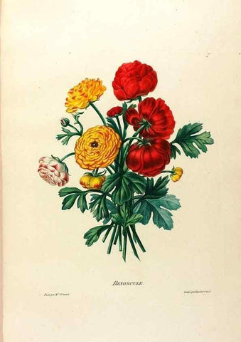 Reproducción/Reproduction 24543760660: Études de fleurs et de fruits :. Paris :Chez Bance aîné, Md. d'Etampes,[1820?]