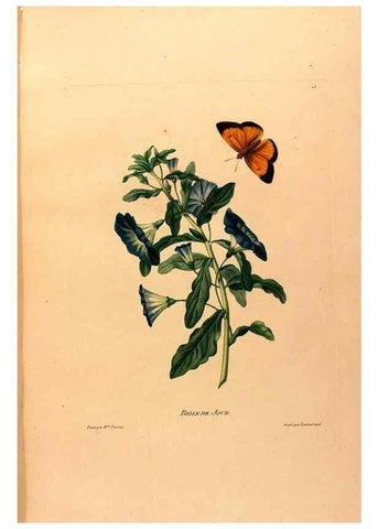 Reproducción/Reproduction 24721405992: Études de fleurs et de fruits :. Paris :Chez Bance aîné, Md. d'Etampes,[1820?]