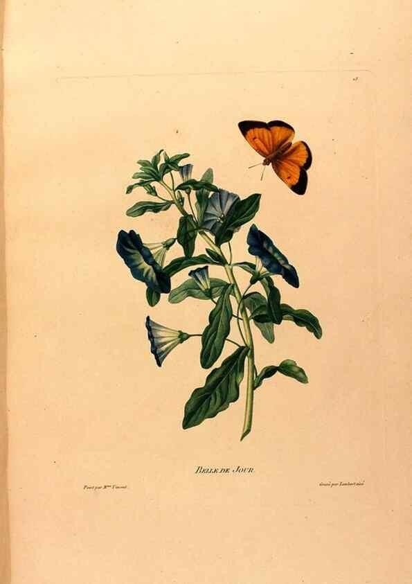 Reproducción/Reproduction 24721405992: Études de fleurs et de fruits :. Paris :Chez Bance aîné, Md. d'Etampes,[1820?]