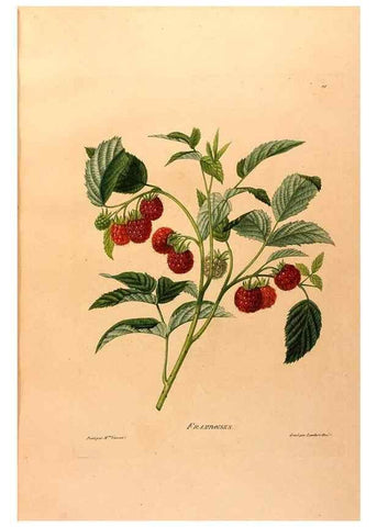 Reproducción/Reproduction 24721409752: Études de fleurs et de fruits :. Paris :Chez Bance aîné, Md. d'Etampes,[1820?]