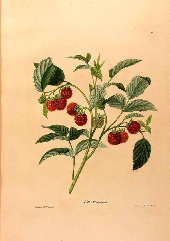 Reproducción/Reproduction 24721409752: Études de fleurs et de fruits :. Paris :Chez Bance aîné, Md. d'Etampes,[1820?]