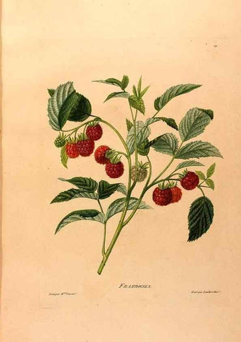 Reproducción/Reproduction 24721409752: Études de fleurs et de fruits :. Paris :Chez Bance aîné, Md. d'Etampes,[1820?]