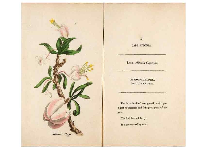 Reproducción/Reproduction 24576490669: Fifty plates of green-house plants, drawn and coloured from nature :. London :Printed for the author by T. Bensley,1807.