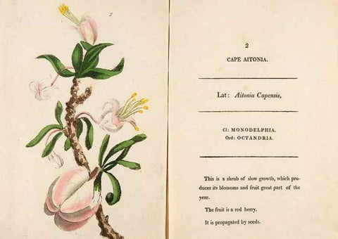 Reproducción/Reproduction 24576490669: Fifty plates of green-house plants, drawn and coloured from nature :. London :Printed for the author by T. Bensley,1807.