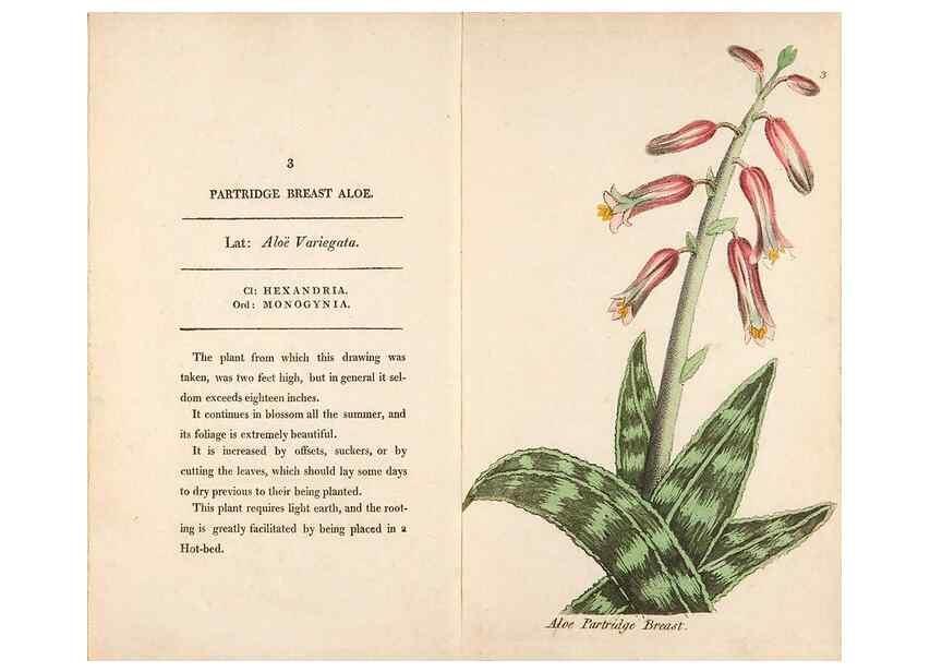 Reproducción/Reproduction 24850791301: Fifty plates of green-house plants, drawn and coloured from nature :. London :Printed for the author by T. Bensley,1807.