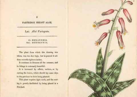 Reproducción/Reproduction 24850791301: Fifty plates of green-house plants, drawn and coloured from nature :. London :Printed for the author by T. Bensley,1807.
