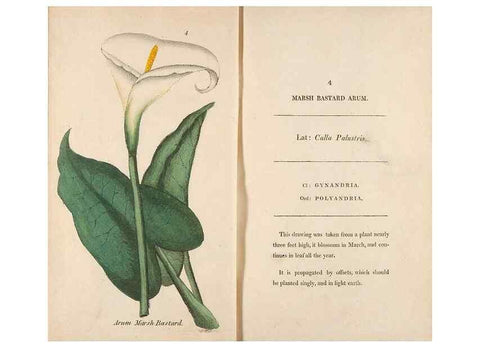 Reproducción/Reproduction 24850797311: Fifty plates of green-house plants, drawn and coloured from nature :. London :Printed for the author by T. Bensley,1807.