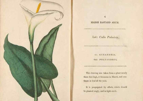 Reproducción/Reproduction 24850797311: Fifty plates of green-house plants, drawn and coloured from nature :. London :Printed for the author by T. Bensley,1807.