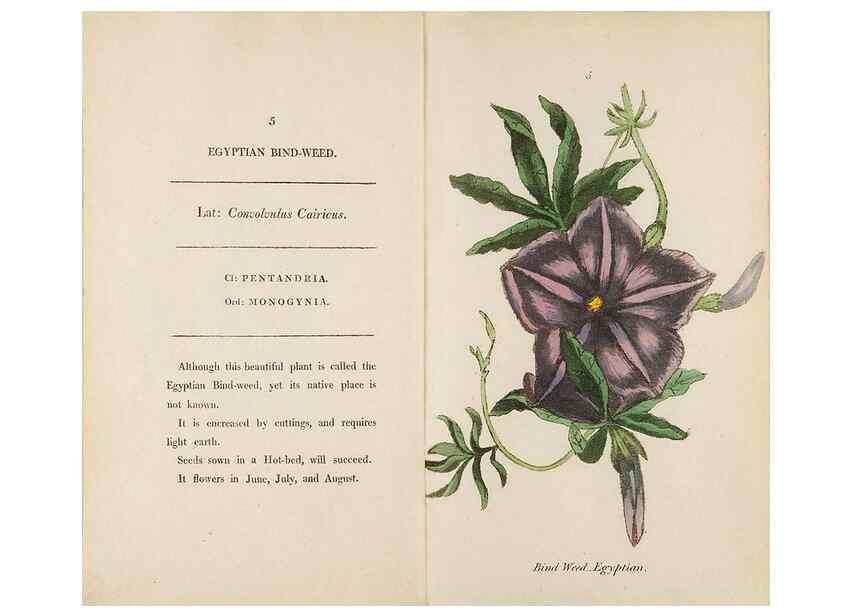 Reproducción/Reproduction 24576501529: Fifty plates of green-house plants, drawn and coloured from nature :. London :Printed for the author by T. Bensley,1807.