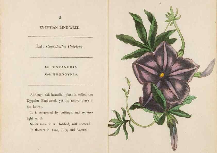 Reproducción/Reproduction 24576501529: Fifty plates of green-house plants, drawn and coloured from nature :. London :Printed for the author by T. Bensley,1807.