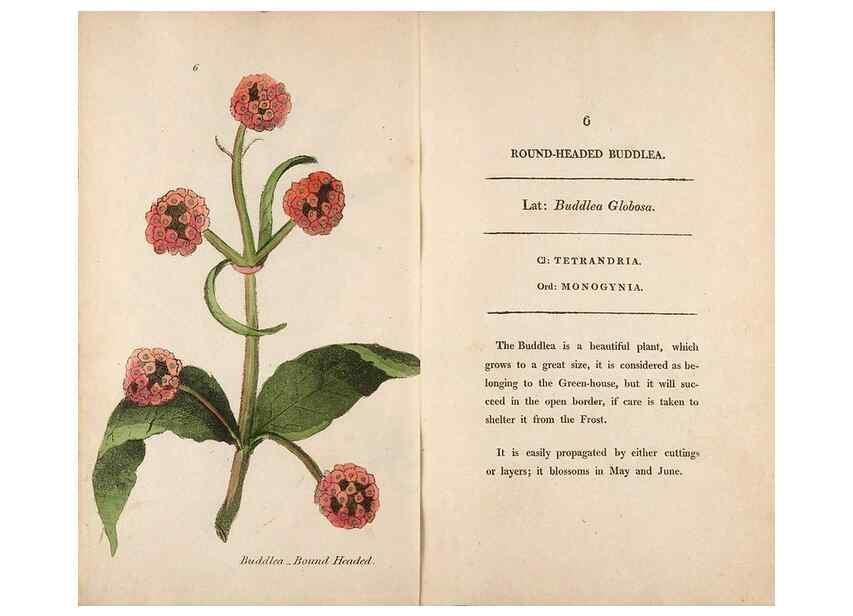 Reproducción/Reproduction 24313540874: Fifty plates of green-house plants, drawn and coloured from nature :. London :Printed for the author by T. Bensley,1807.
