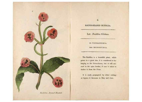 Reproducción/Reproduction 24313540874: Fifty plates of green-house plants, drawn and coloured from nature :. London :Printed for the author by T. Bensley,1807.