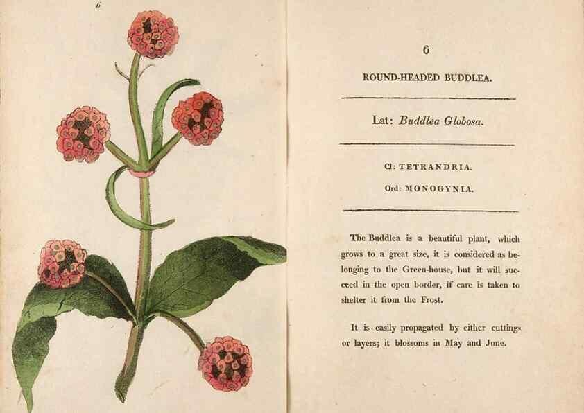 Reproducción/Reproduction 24313540874: Fifty plates of green-house plants, drawn and coloured from nature :. London :Printed for the author by T. Bensley,1807.