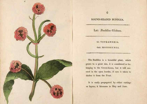 Reproducción/Reproduction 24313540874: Fifty plates of green-house plants, drawn and coloured from nature :. London :Printed for the author by T. Bensley,1807.