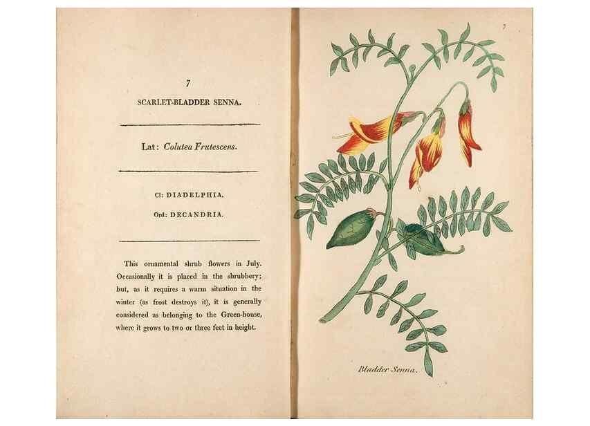 Reproducción/Reproduction 24826171752: Fifty plates of green-house plants, drawn and coloured from nature :. London :Printed for the author by T. Bensley,1807.