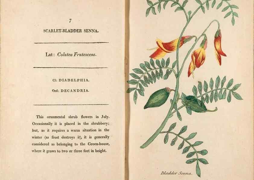 Reproducción/Reproduction 24826171752: Fifty plates of green-house plants, drawn and coloured from nature :. London :Printed for the author by T. Bensley,1807.