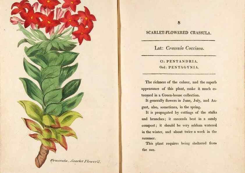 Reproducción/Reproduction 24944129795: Fifty plates of green-house plants, drawn and coloured from nature :. London :Printed for the author by T. Bensley,1807.