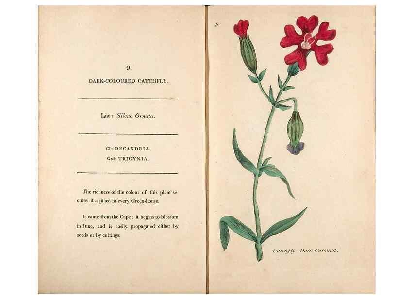 Reproducción/Reproduction 24317301133: Fifty plates of green-house plants, drawn and coloured from nature :. London :Printed for the author by T. Bensley,1807.