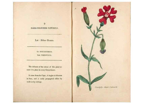 Reproducción/Reproduction 24317301133: Fifty plates of green-house plants, drawn and coloured from nature :. London :Printed for the author by T. Bensley,1807.