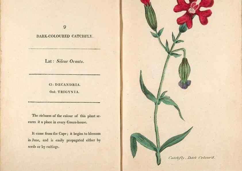 Reproducción/Reproduction 24317301133: Fifty plates of green-house plants, drawn and coloured from nature :. London :Printed for the author by T. Bensley,1807.