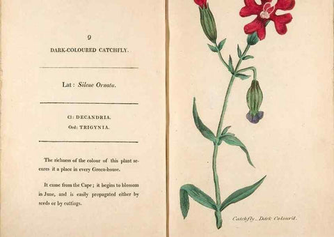 Reproducción/Reproduction 24317301133: Fifty plates of green-house plants, drawn and coloured from nature :. London :Printed for the author by T. Bensley,1807.