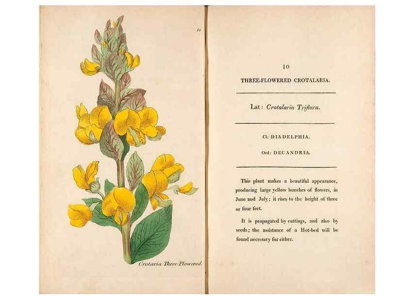 Reproducción/Reproduction 24944136685: Fifty plates of green-house plants, drawn and coloured from nature :. London :Printed for the author by T. Bensley,1807.