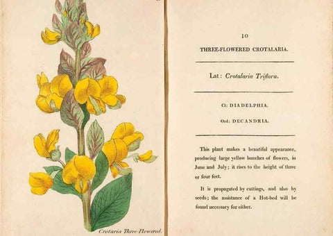 Reproducción/Reproduction 24944136685: Fifty plates of green-house plants, drawn and coloured from nature :. London :Printed for the author by T. Bensley,1807.